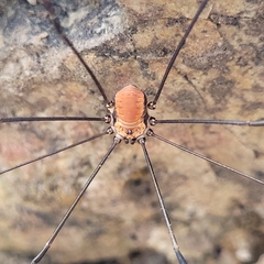 Leiobunum limbatum