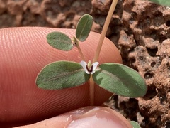 Euphorbia pediculifera