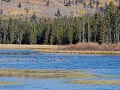 Branta canadensis
