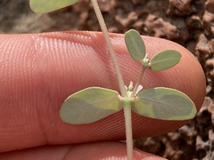 Euphorbia pediculifera