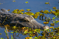 Caiman latirostris