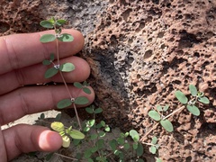 Euphorbia pediculifera