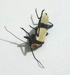Chauliognathus nigrocinctus