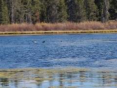 Branta canadensis