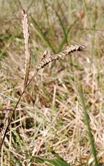 Paspalum