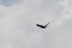 Psarocolius angustifrons