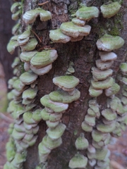 Trichaptum abietinum