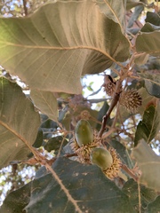 Quercus brantii