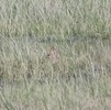 Gallinago gallinago