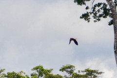 Psarocolius angustifrons