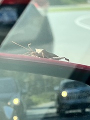 Acanthocephala declivis