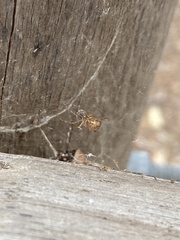Latrodectus geometricus