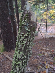 Trichaptum abietinum