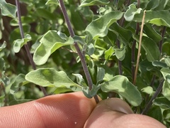 Bahiopsis microphylla