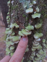 Trichaptum abietinum