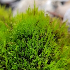 Flexitrichum flexicaule