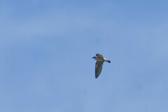 Tachycineta albiventer