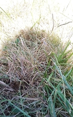Paspalum