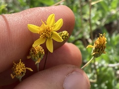 Bahiopsis microphylla