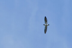 Tachycineta albiventer