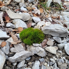 Flexitrichum flexicaule