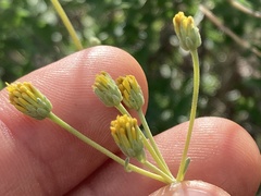 Bahiopsis microphylla