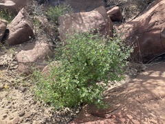 Bahiopsis microphylla