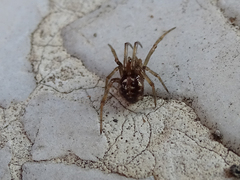 Steatoda triangulosa