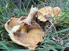 Cystoderma aureum