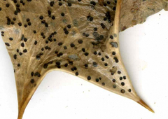 Leotiomycetes