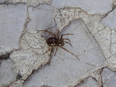 Steatoda triangulosa