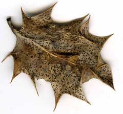 Leotiomycetes
