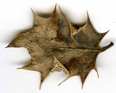 Leotiomycetes