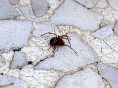 Steatoda triangulosa
