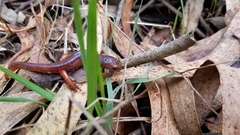 Ensatina eschscholtzii