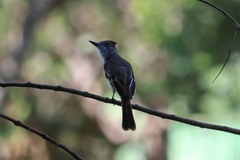 Myiarchus