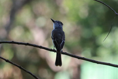 Myiarchus