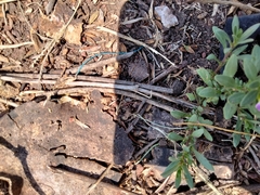 Calibrachoa parviflora