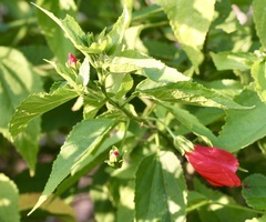 Malvaviscus arboreus