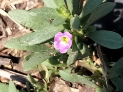 Calibrachoa parviflora