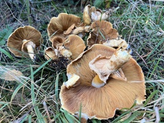 Cystoderma aureum