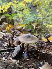 Arrhenia epichysium