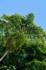 Arecoideae