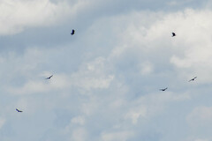 Cathartes melambrotus