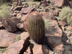 Ferocactus