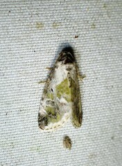 Maliattha synochitis