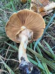 Cystoderma aureum