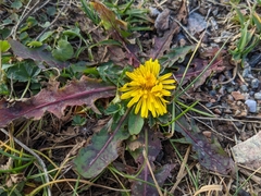 Taraxacum ceratophorum