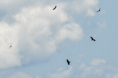 Cathartes melambrotus