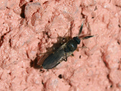 Ceratopogonidae